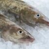 PATAGONIA TOOTHFISH H.G.T - Image 6