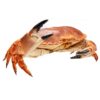COOKED CRAB CLAWS I.Q.F - Image 7