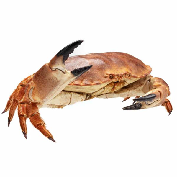 COOKED WHOLE CRAB I.Q.F