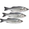 SOUTHERN HAKE RAW H.G.T - Image 5